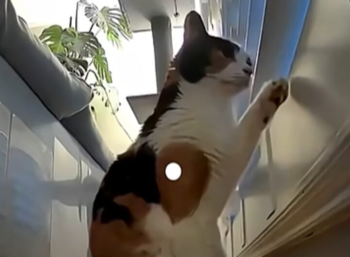 gatto saluta padroni