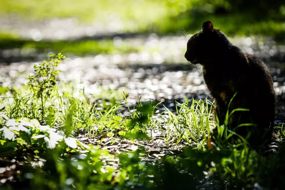 Il mistero del gatto morto gettato nel giardino dell’ex assessore. Lui: “Temo sia un avvertimento”