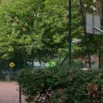 girasole campo basket