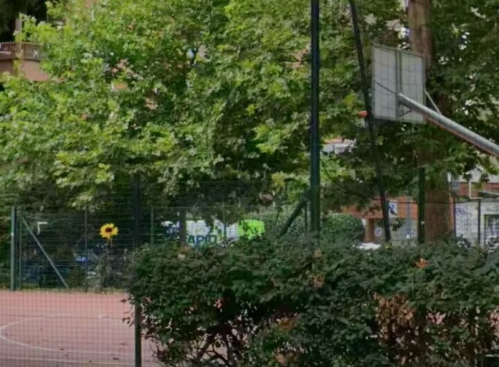 girasole campo basket