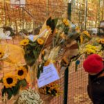 girasoli campetto milano