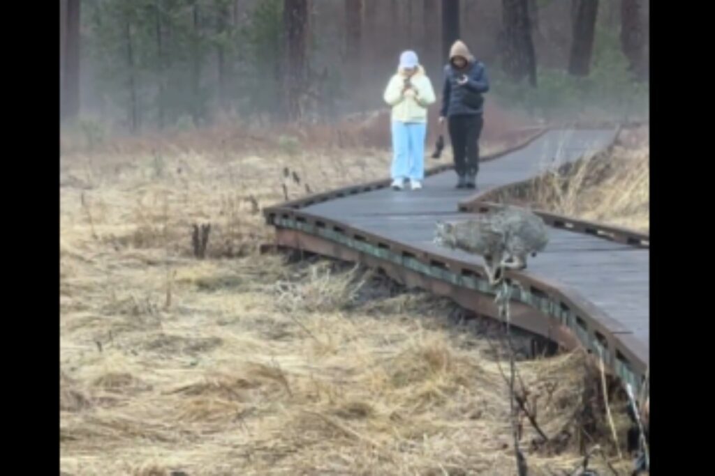 yosemite lince rossa