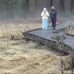 yosemite lince rossa