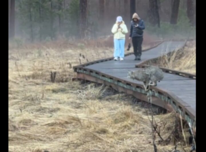 yosemite lince rossa