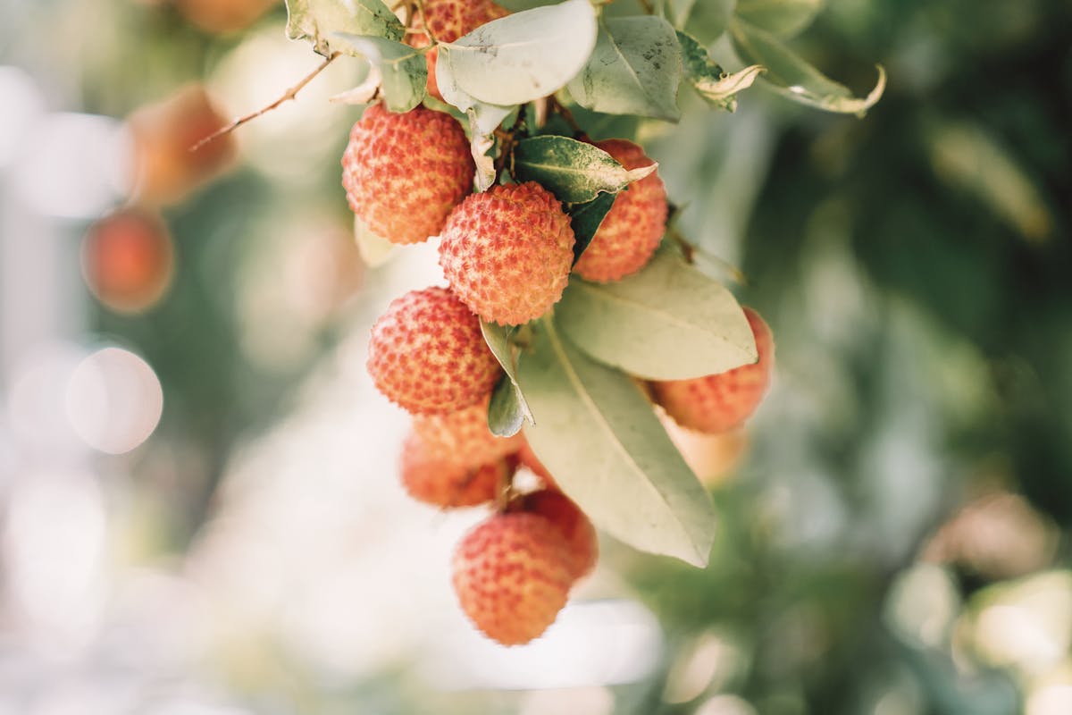 il litchi, anche conosciuto come uva del deserto