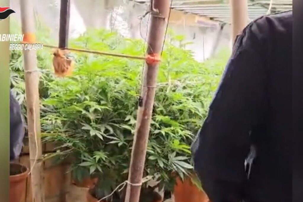 marijuana aspromonte