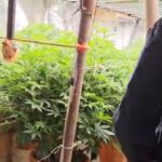 marijuana aspromonte