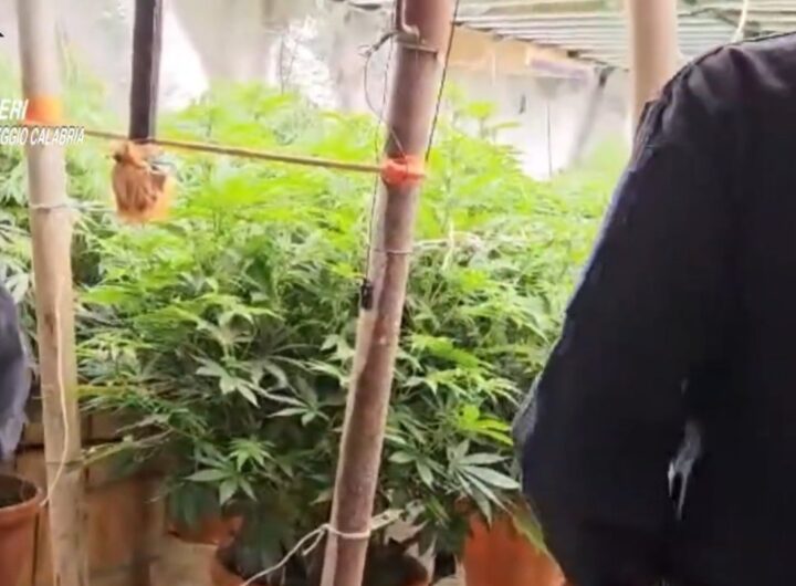 marijuana aspromonte