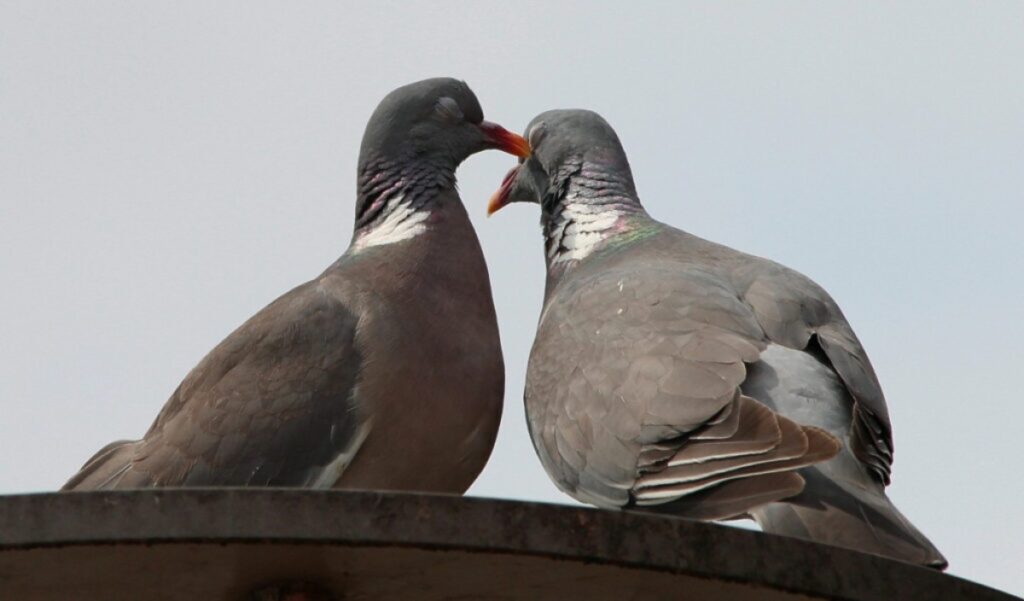 piccioni monogami