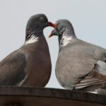 piccioni monogami