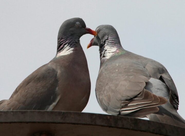 piccioni monogami