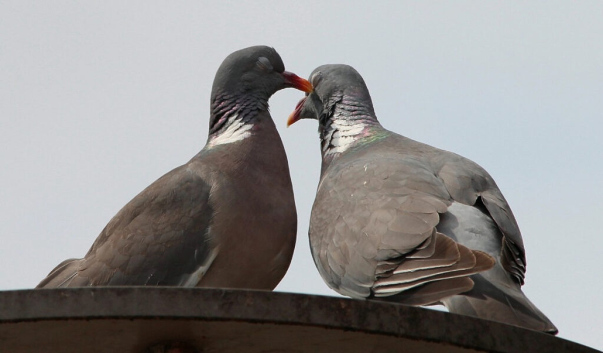 “Una sola carne”. Nell’elogio della monogamia, Papa Leone XIV libera il sesso dalle catene della procreazione