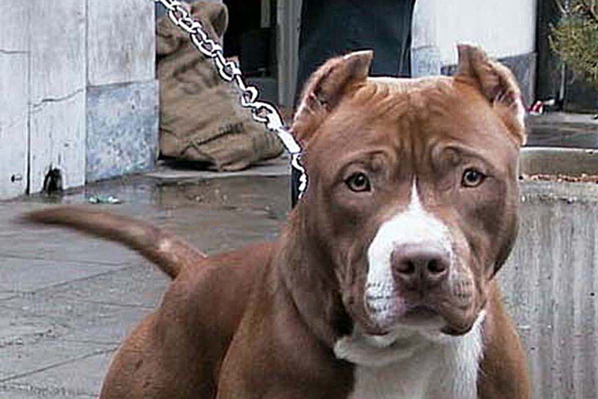 Veterinaria condannata a 10 giorni di carcere per aver sottratto un pitbull a un senzatetto