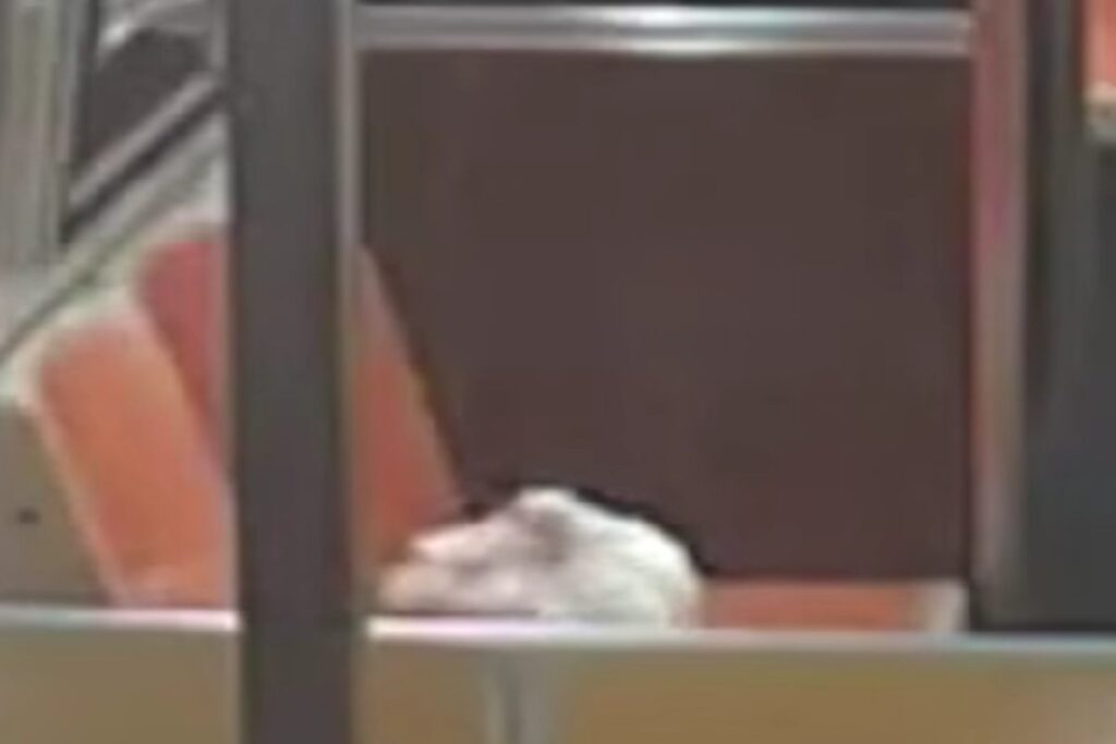 Pollo abbandonato sul sedile della metropolitana a New York