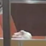 Pollo abbandonato sul sedile della metropolitana a New York