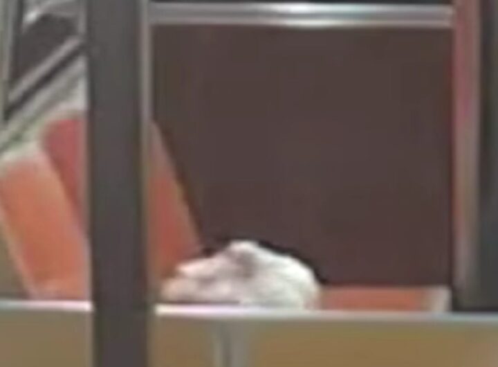 Pollo abbandonato sul sedile della metropolitana a New York