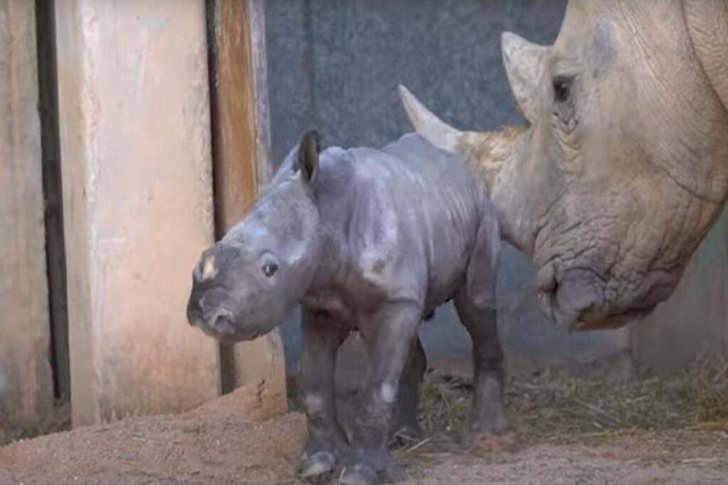 Un rinoceronte bianco meridionale