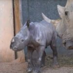 Un rinoceronte bianco meridionale