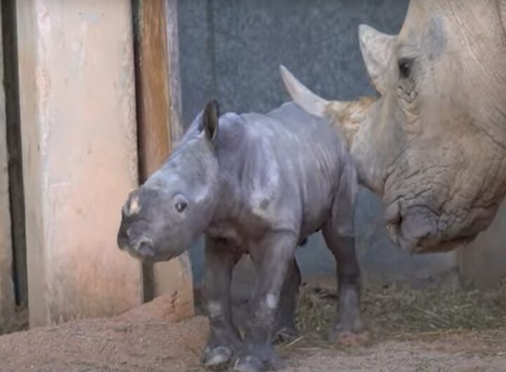 Un rinoceronte bianco meridionale