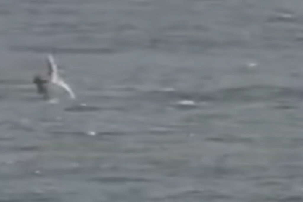 Windsurfer attaccato da uno squalo