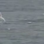 Windsurfer attaccato da uno squalo