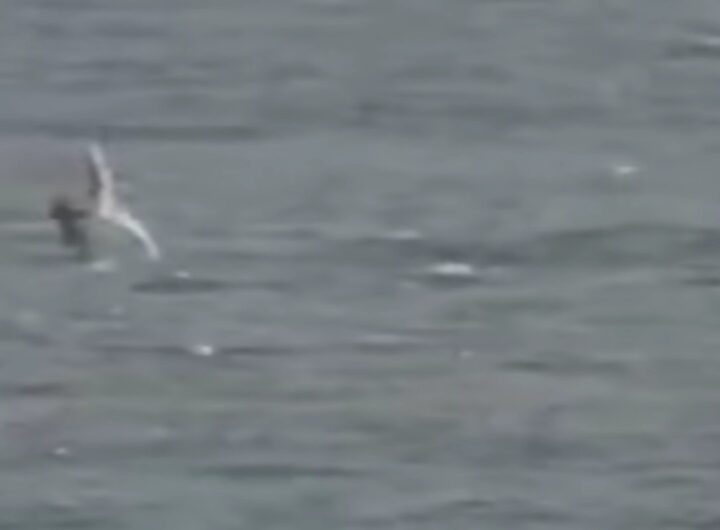 Windsurfer attaccato da uno squalo