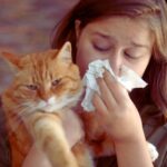 Allergia al pelo del gatto, i sintomi da non sottovalutare