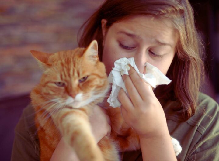 Allergia al pelo del gatto, i sintomi da non sottovalutare