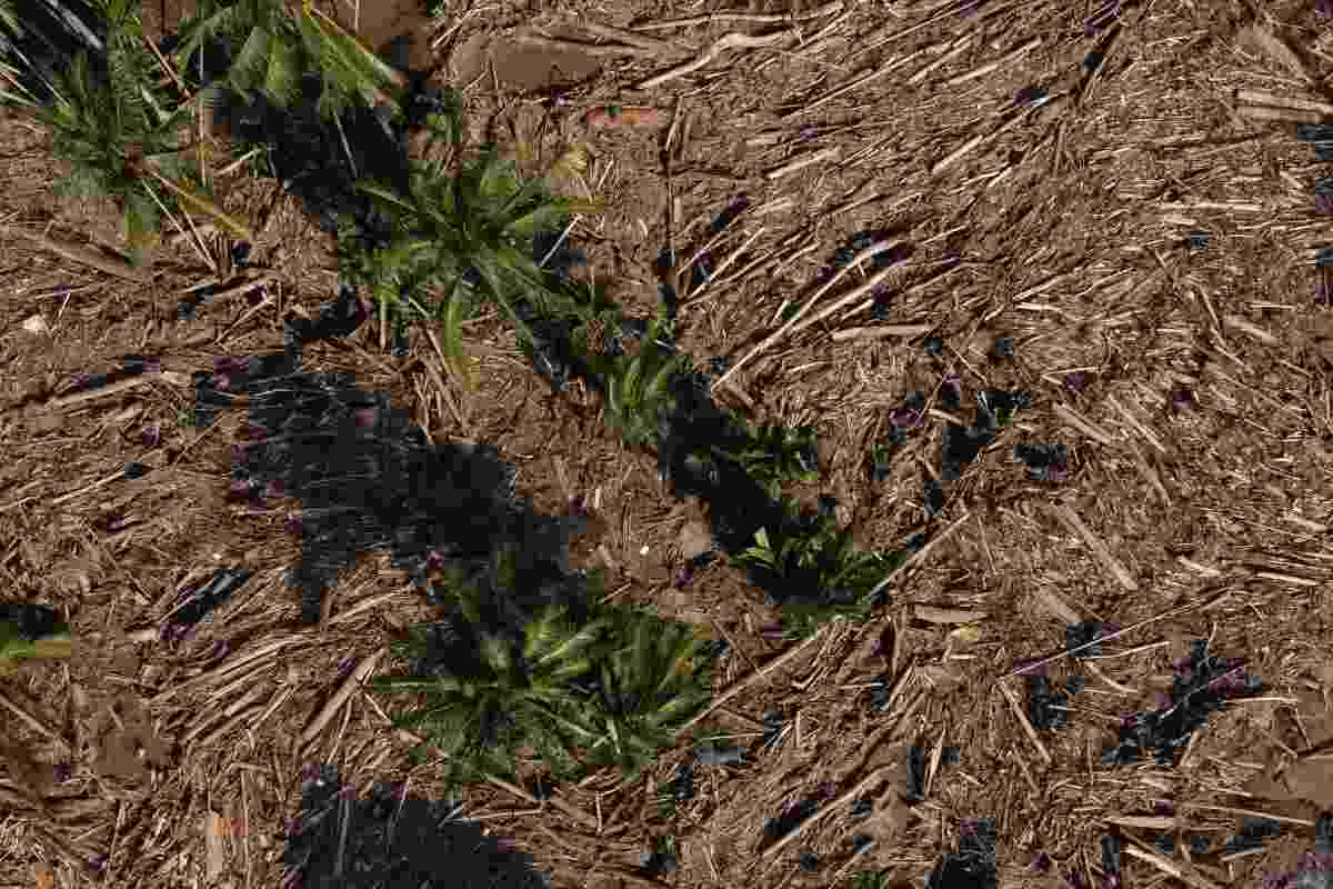 Alluvioni in Indonesia e Sri Lanka