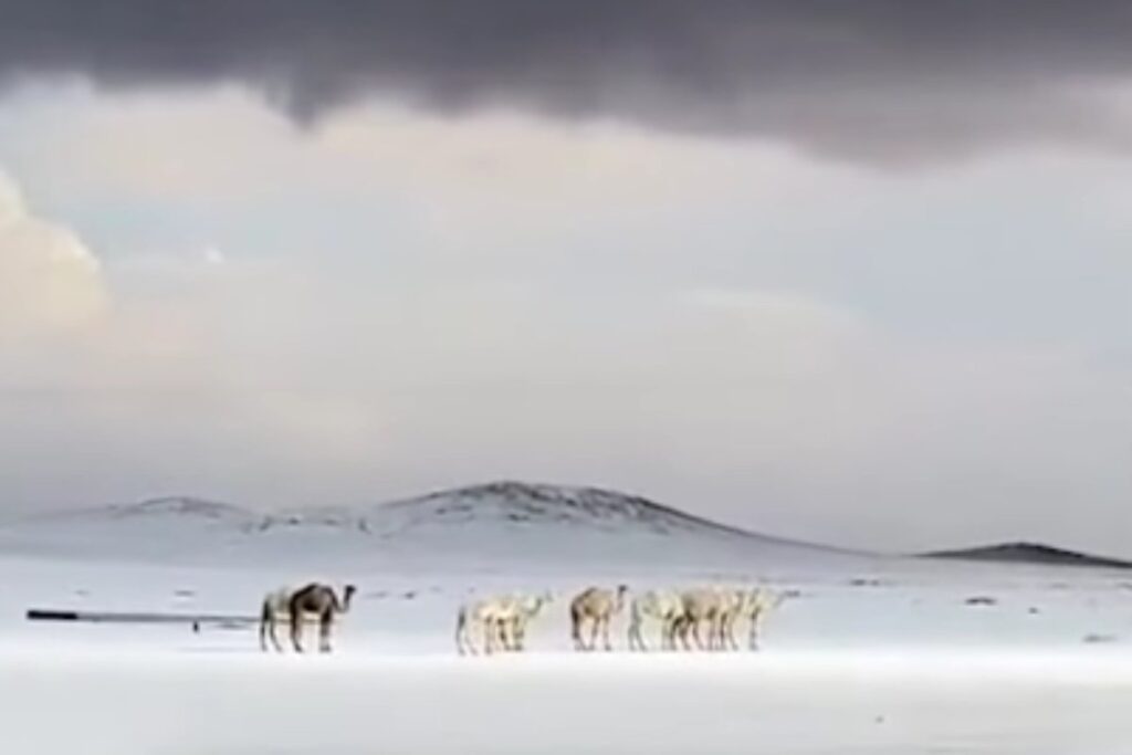 Neve in Arabia Saudita