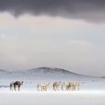 Neve in Arabia Saudita