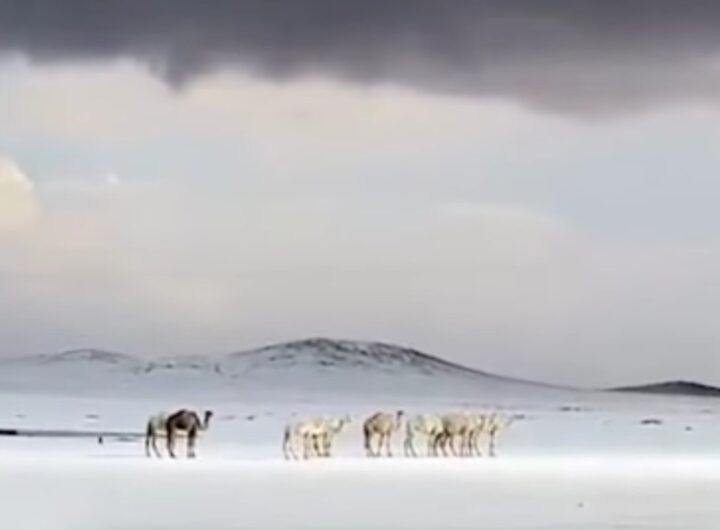 Neve in Arabia Saudita