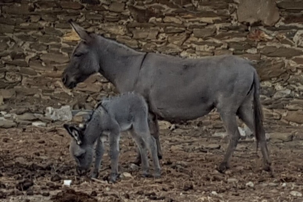 Due asinelli, mamma e figlio, avvelenati nella fattoria didattica. Morti dopo giorni di agonia. La proprietaria: “Siamo distrutti”