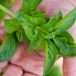 basilico