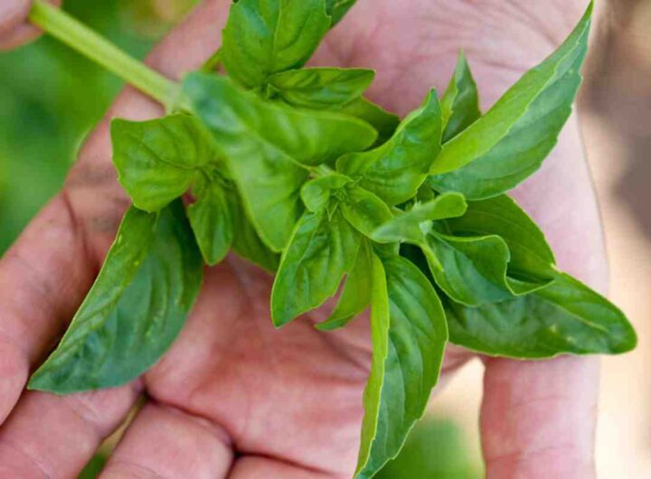 basilico