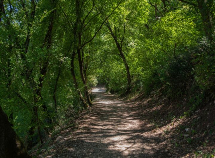 passaggio al bosco