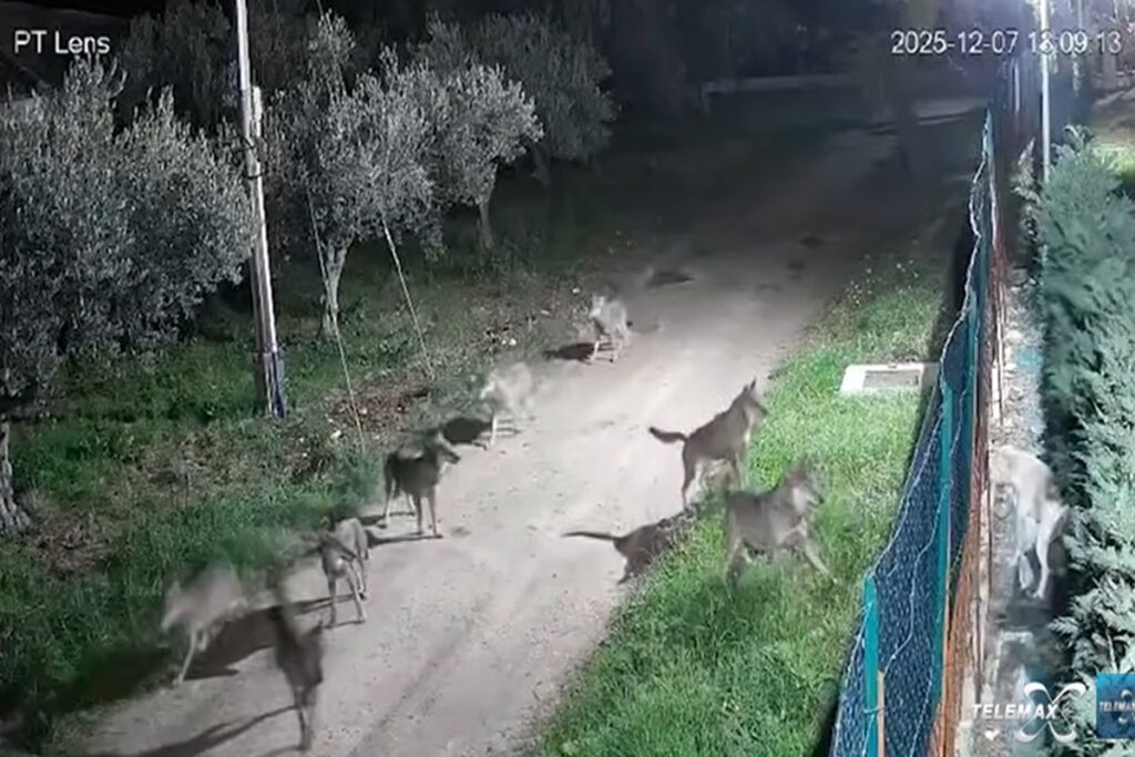 Il video del branco di lupi che si avvicina a una villetta nel Chietino