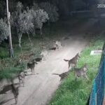 Il video del branco di lupi che si avvicina a una villetta nel Chietino