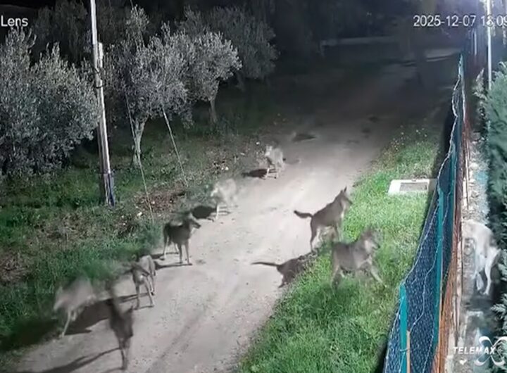 Il video del branco di lupi che si avvicina a una villetta nel Chietino