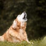 perché cane ulula ambulanza