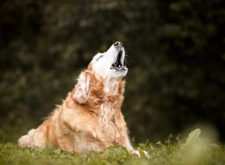 perché cane ulula ambulanza