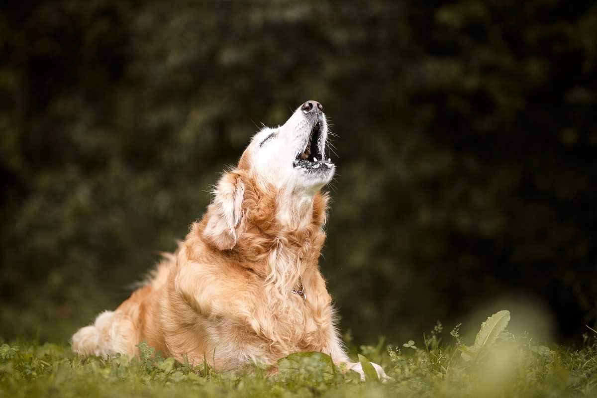 Perché il cane ulula quando sente l’ambulanza: finalmente la verità dagli esperti
