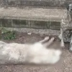 cane landon san severo