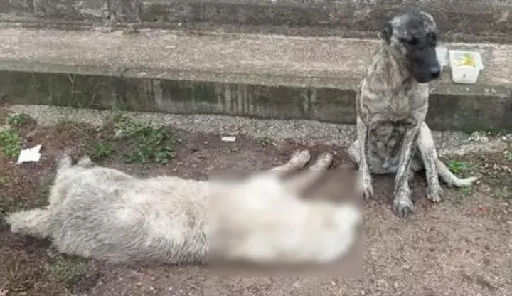 cane landon san severo