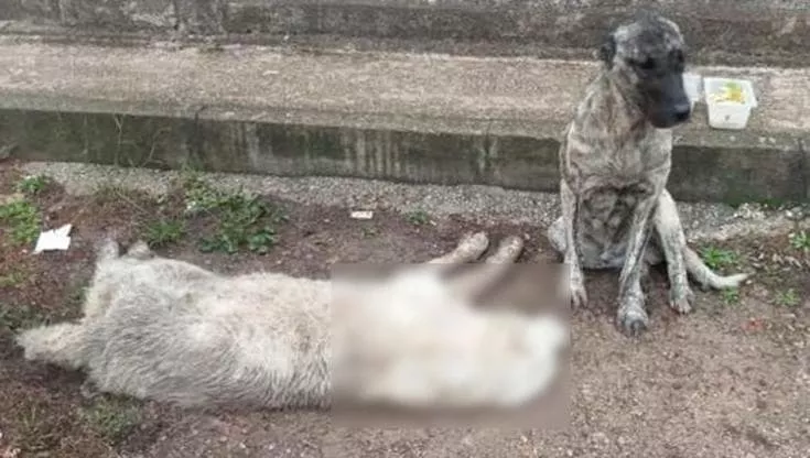 cane landon san severo