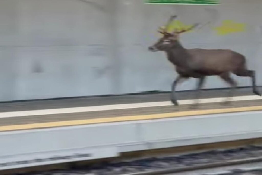 Cervo corre sulla banchina in una stazione