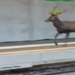 Cervo corre sulla banchina in una stazione