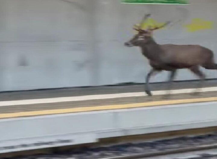 Cervo corre sulla banchina in una stazione