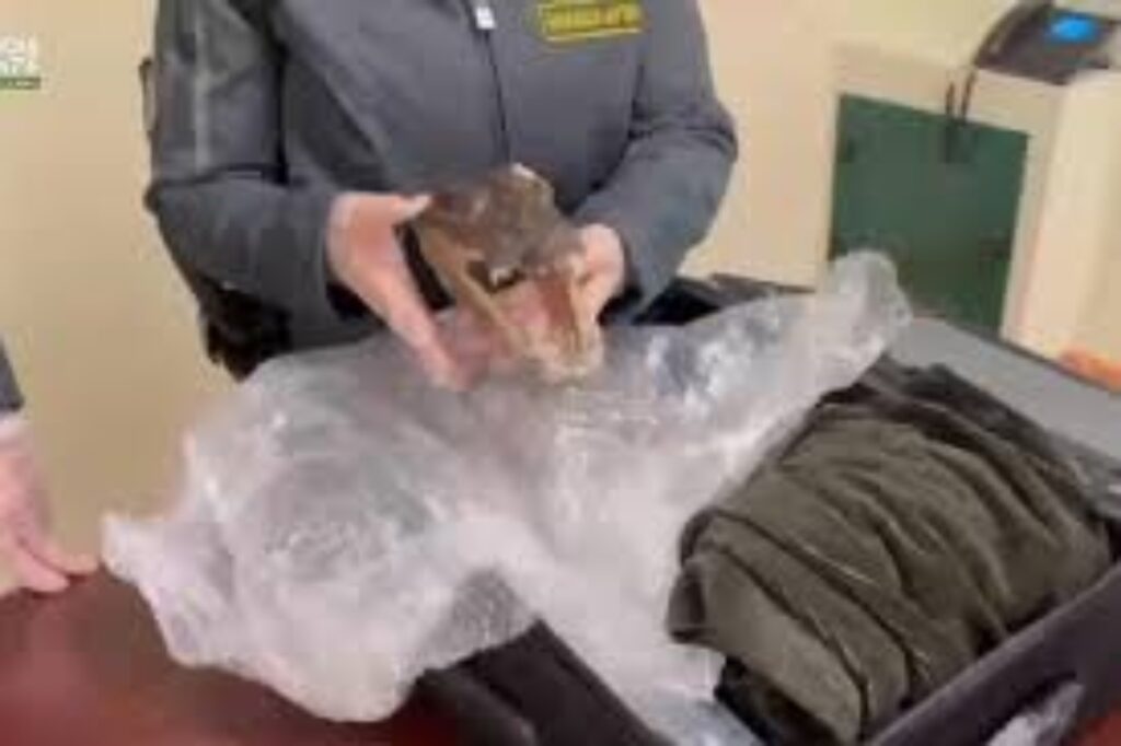 testa di coccodrillo a punta raisi