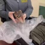 testa di coccodrillo a punta raisi